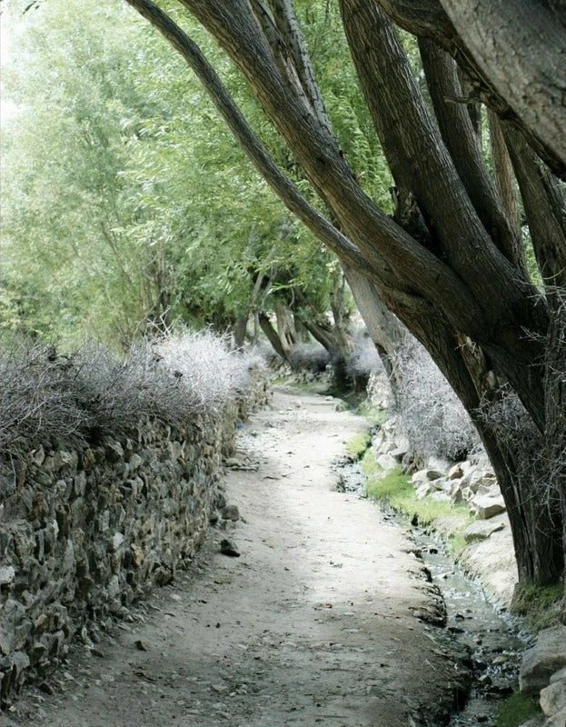 The Apricot Road to Yarkand - Image 5